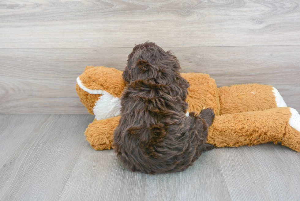 Portuguese Water Dog Pup Being Cute