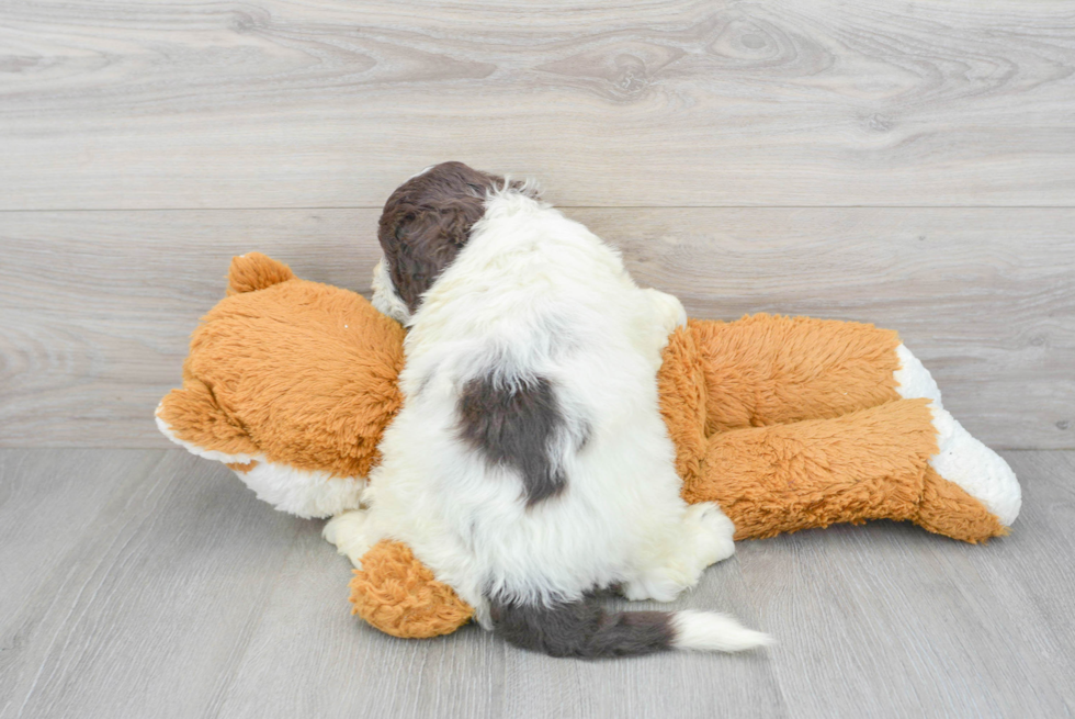 Popular Portuguese Water Dog Purebred Pup