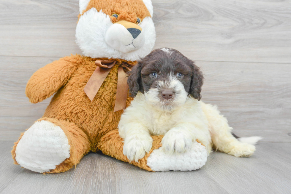 Portuguese Water Dog Pup Being Cute