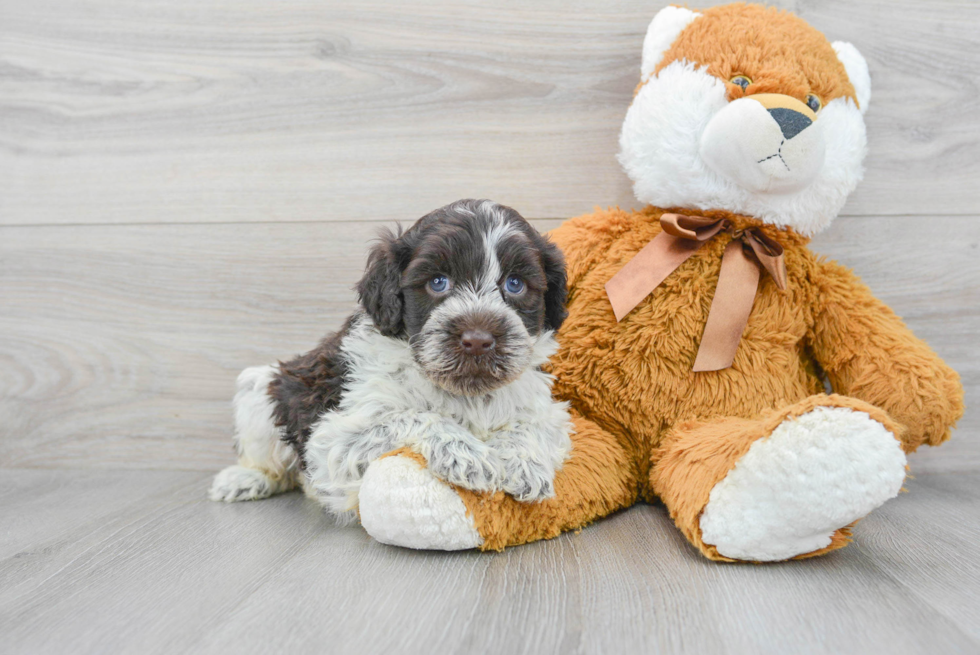 Sweet Portuguese Water Dog Purebred Puppy
