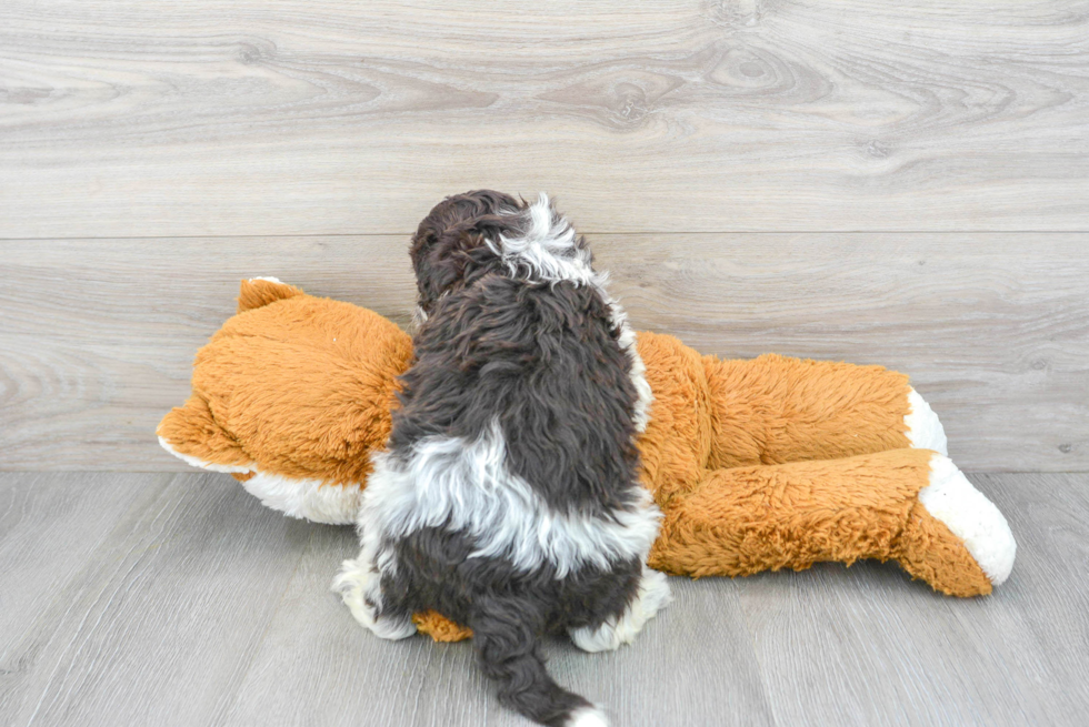 Petite Portuguese Water Dog Purebred Puppy