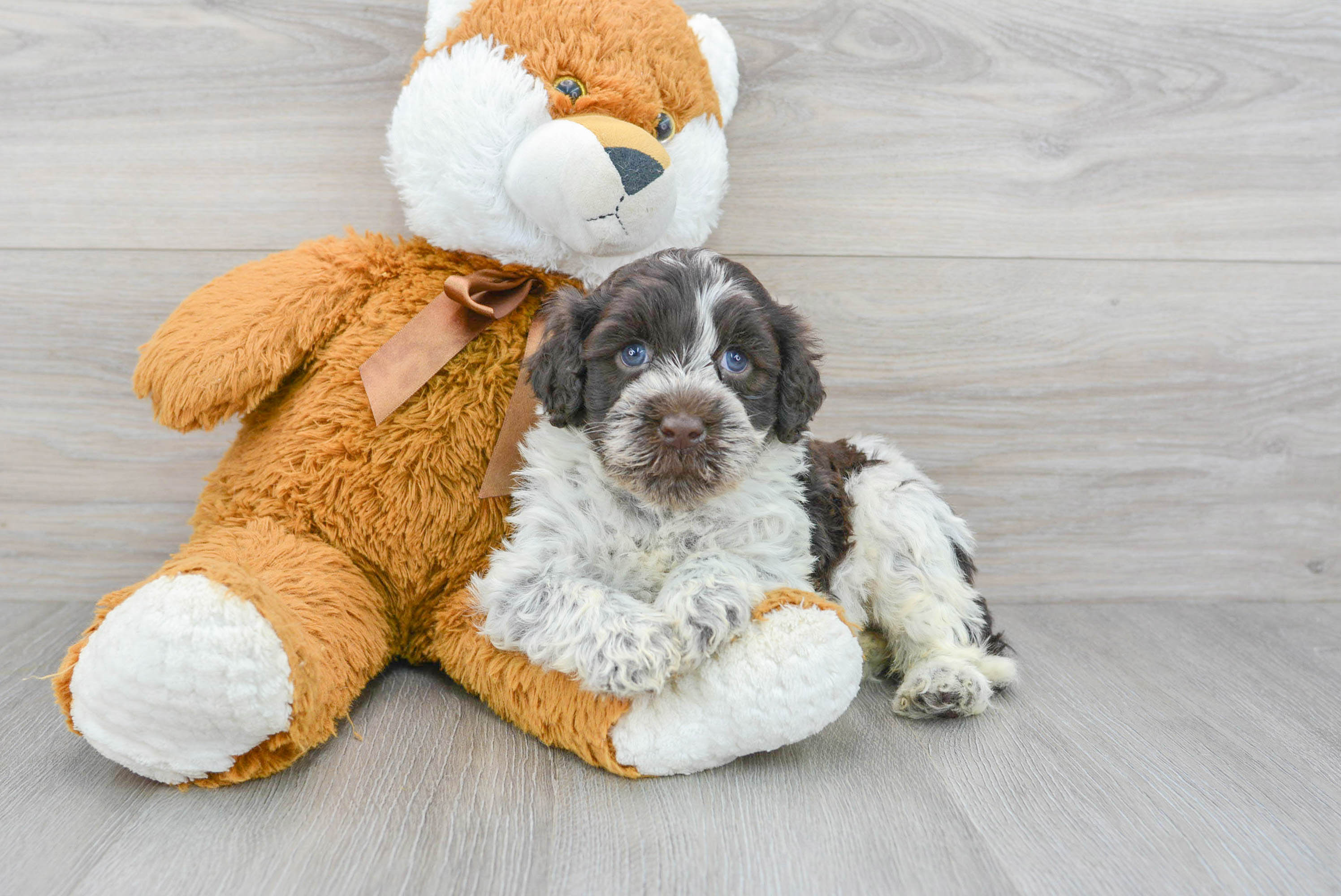 Little Portuguese Water Dog Baby
