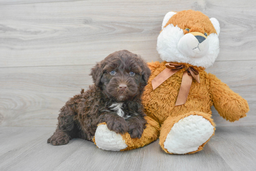 Energetic Portuguese Water Dog Purebred Puppy