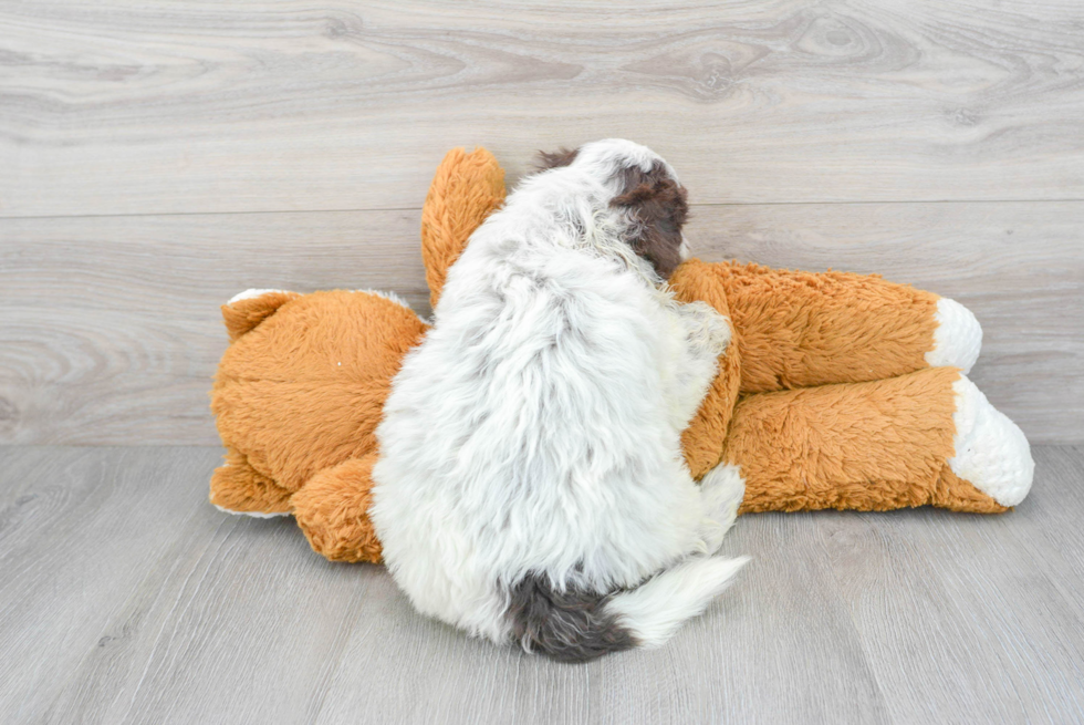 Portuguese Water Dog Puppy for Adoption