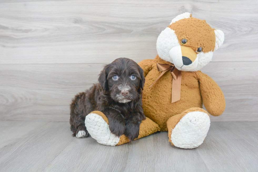 Playful Portuguese Water Dog Baby