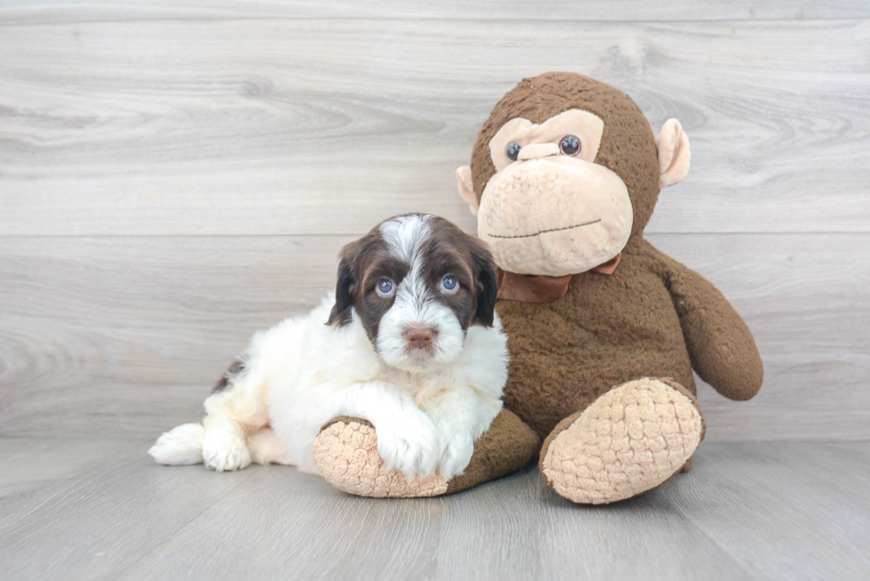 Portuguese Water Dog Pup Being Cute