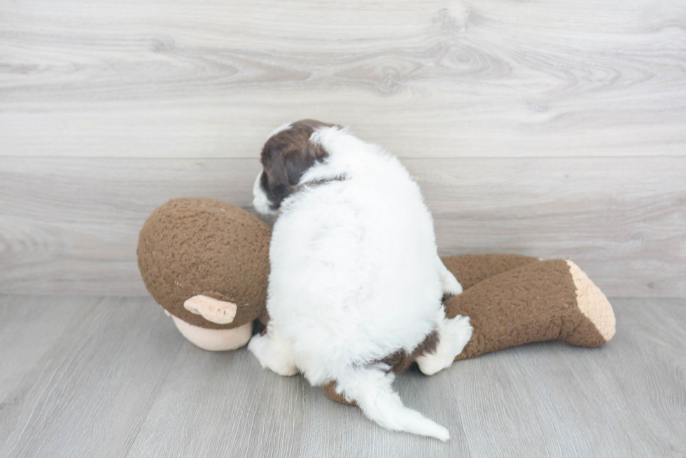 Funny Portuguese Water Dog Purebred Pup