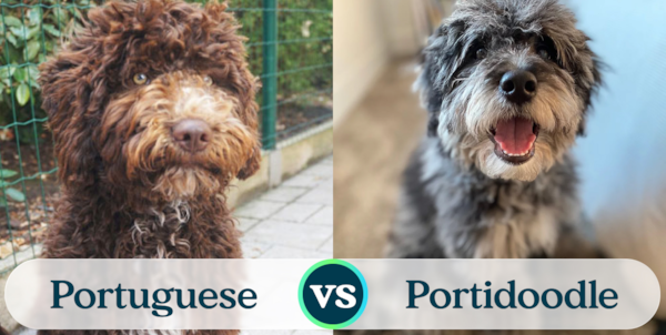 Portuguese Water Dog vs Mini Portidoodle - Premier Pups