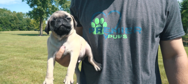 Premier Pups Breeders: The Remarkable People Behind the Promise 