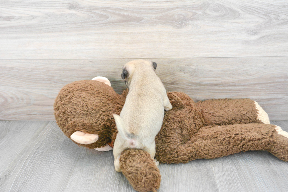 Small Pug Purebred Pup