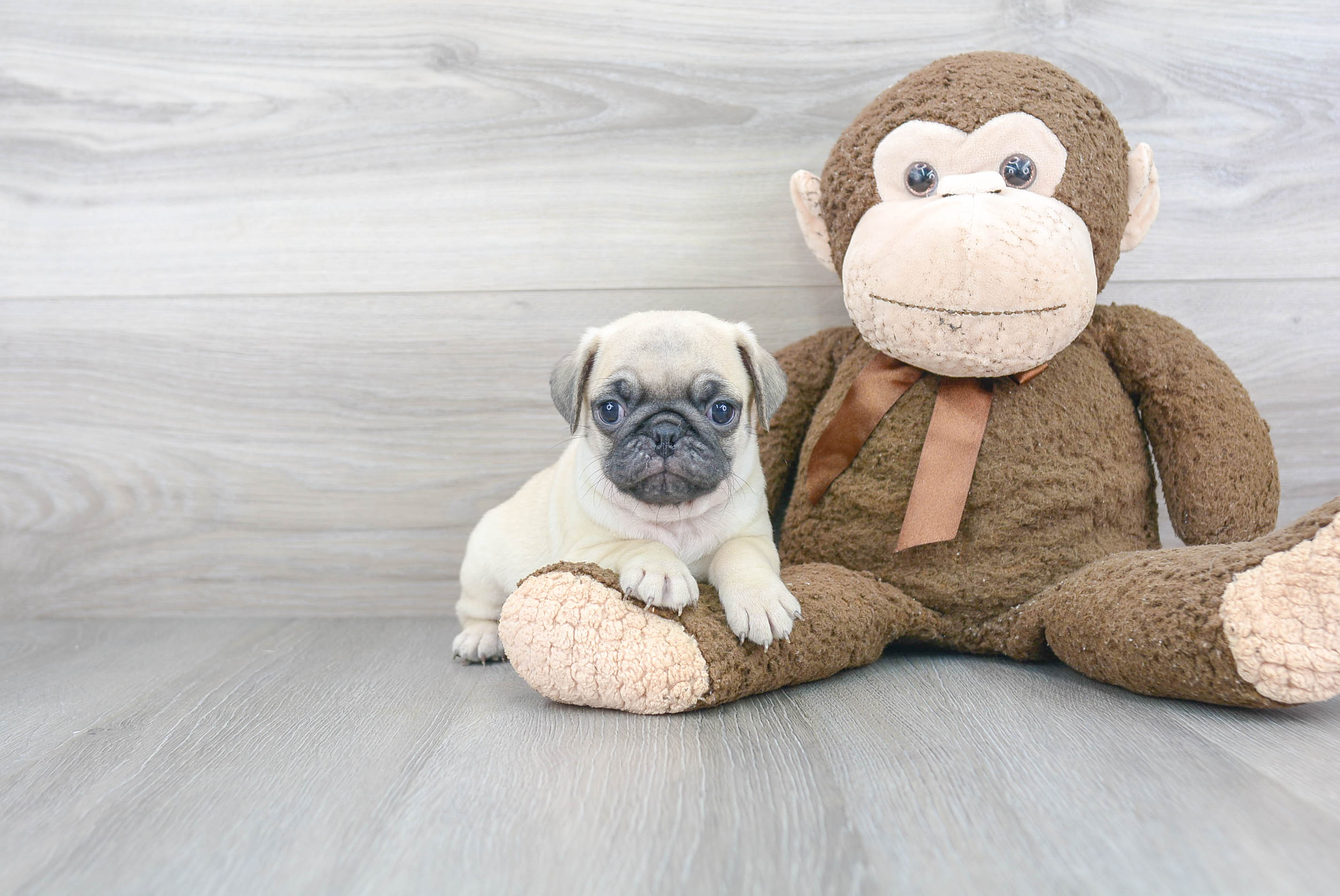 Funny Pug Purebred Pup