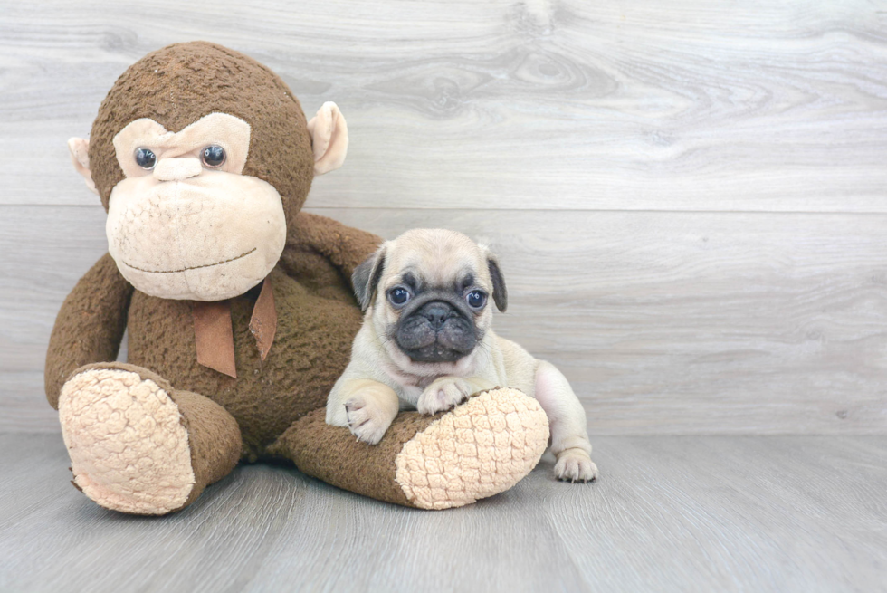 Little Pug Baby