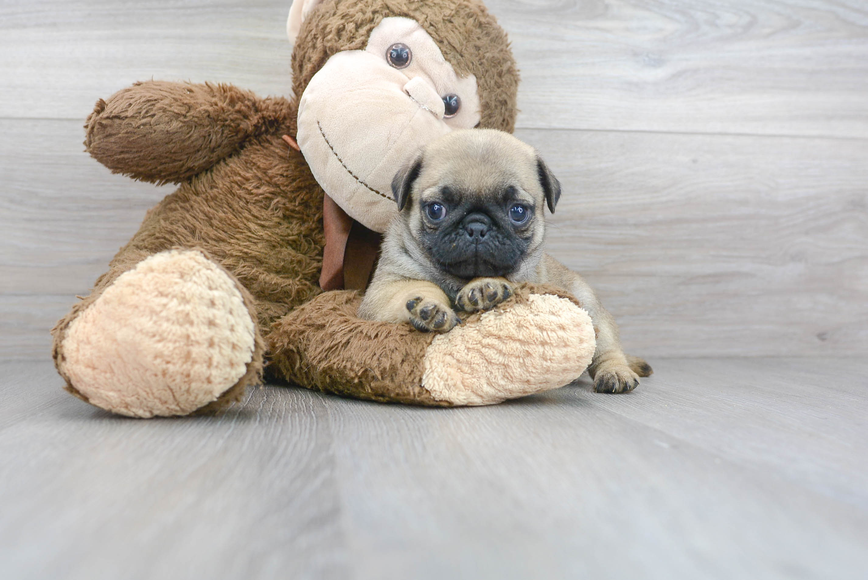 Pug Pup Being Cute