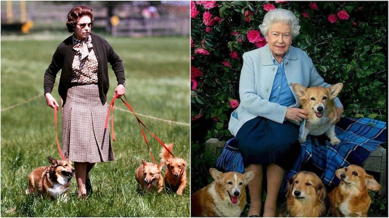 Queen Elizabeth II And Her Love for Corgi Dogs