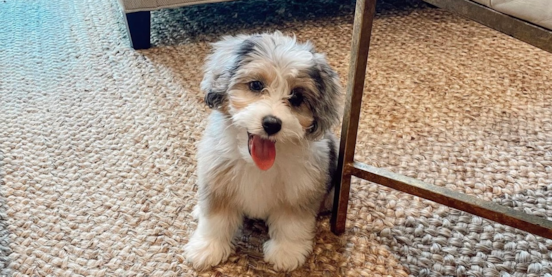 Reinvent Your Life With A Mini Aussiedoodle