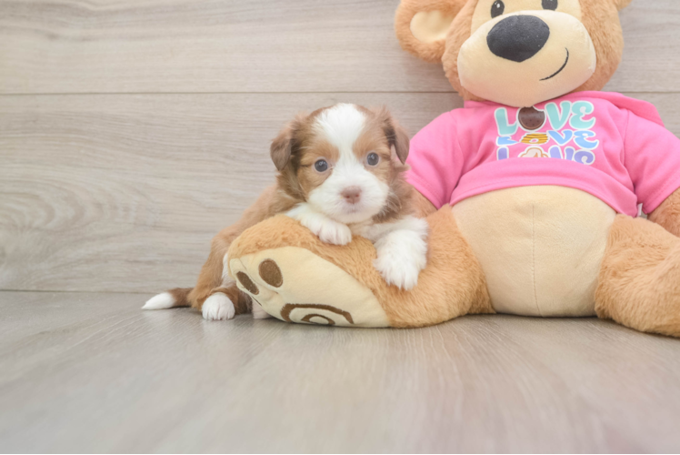 Cute Ausstzu Designer Puppy