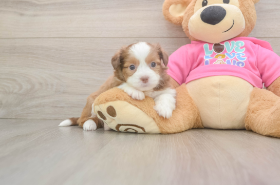 Cute Ausstzu Designer Puppy