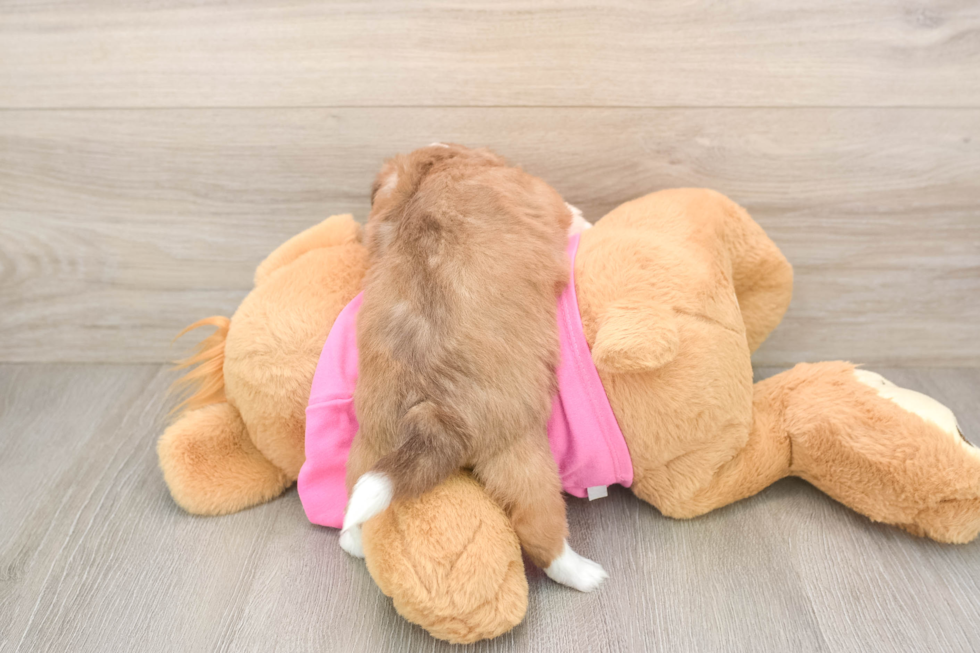 Saussie Puppy for Adoption