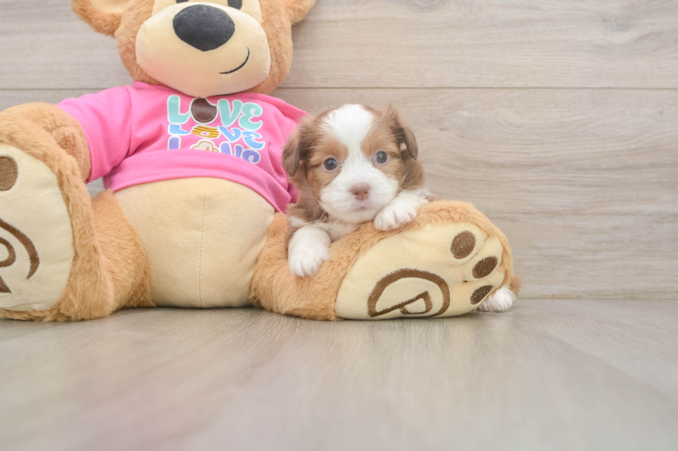 Saussie Puppy for Adoption