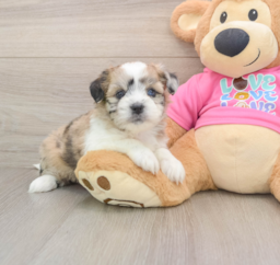 5 week old Saussie Puppy For Sale - Premier Pups