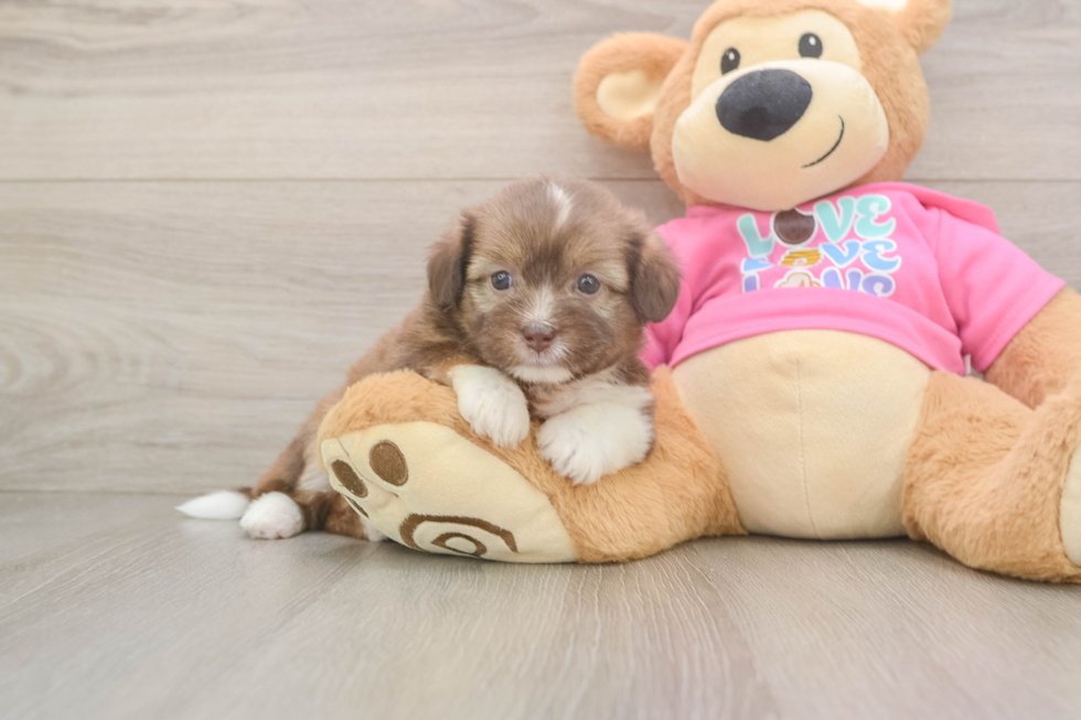 Saussie Puppy for Adoption