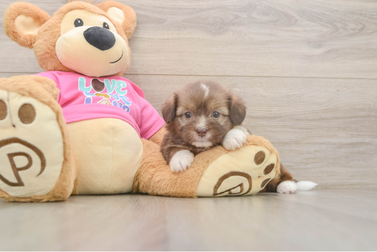 Saussie Puppy for Adoption