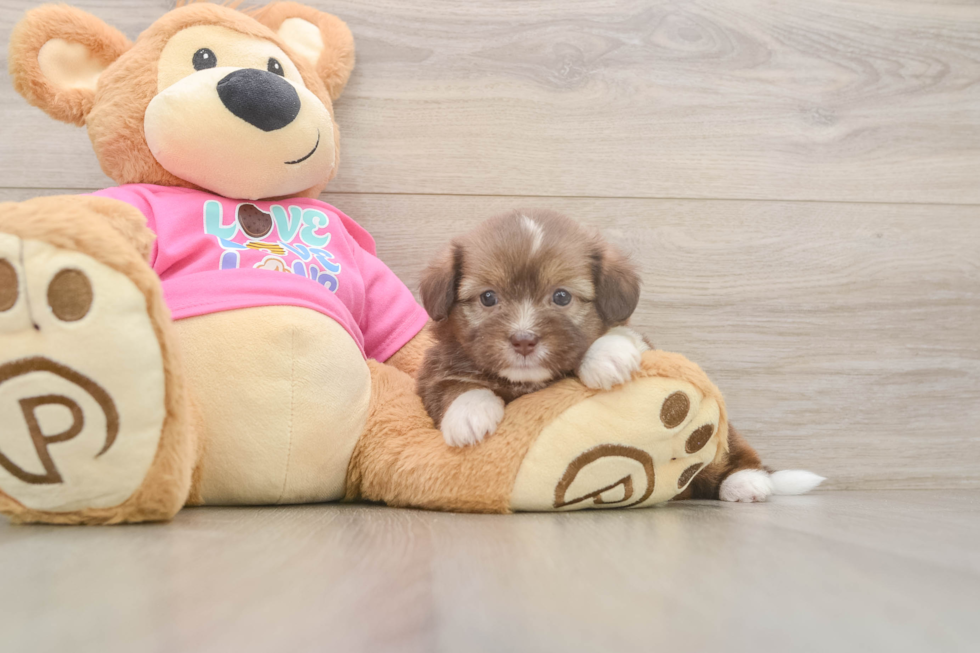 Saussie Puppy for Adoption