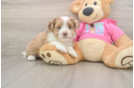 Cute Saussie Baby