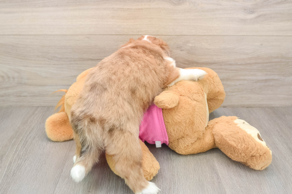 Cute Saussie Designer Pup