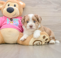7 week old Saussie Puppy For Sale - Premier Pups