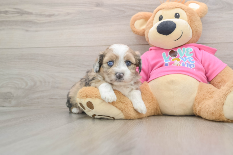 Cute Ausstzu Designer Puppy