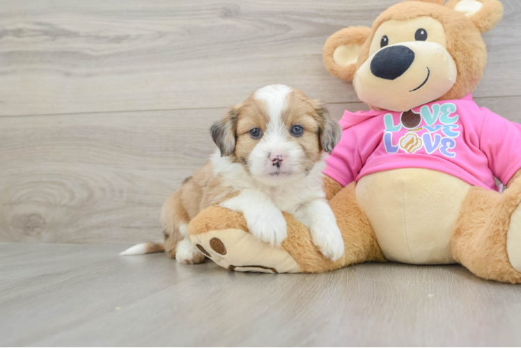 Saussie Puppy for Adoption