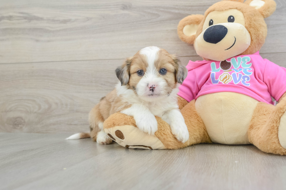 Saussie Puppy for Adoption