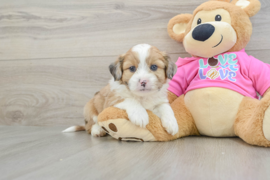 Saussie Puppy for Adoption