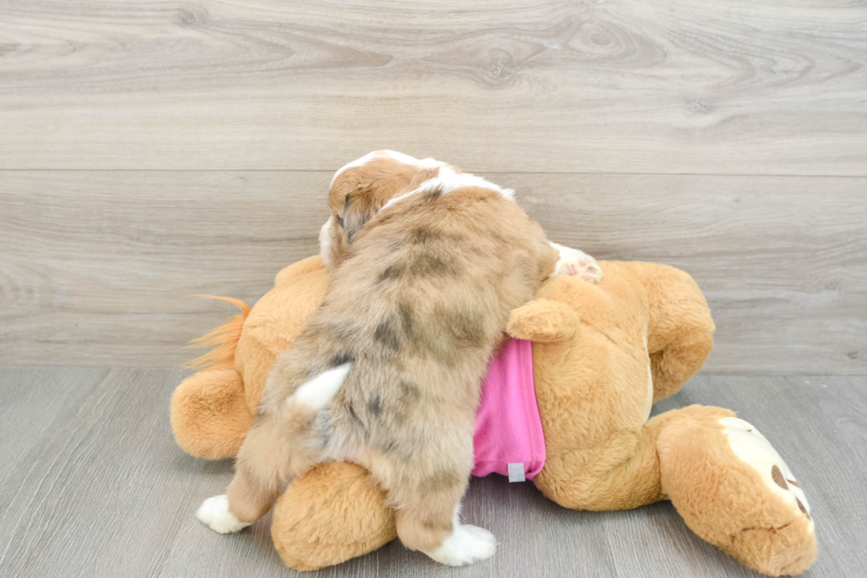 Saussie Puppy for Adoption