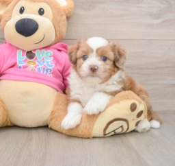 7 week old Saussie Puppy For Sale - Premier Pups