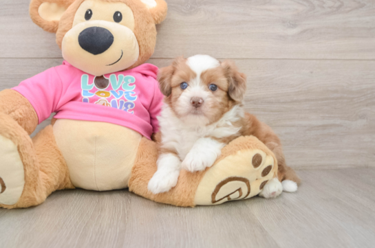 FARGO, a Saussie littermate