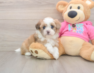 7 week old Saussie Puppy For Sale - Premier Pups