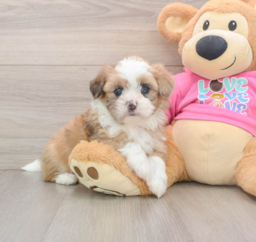 7 week old Saussie Puppy For Sale - Premier Pups