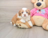 7 week old Saussie Puppy For Sale - Premier Pups