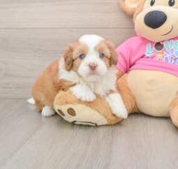 7 week old Saussie Puppy For Sale - Premier Pups