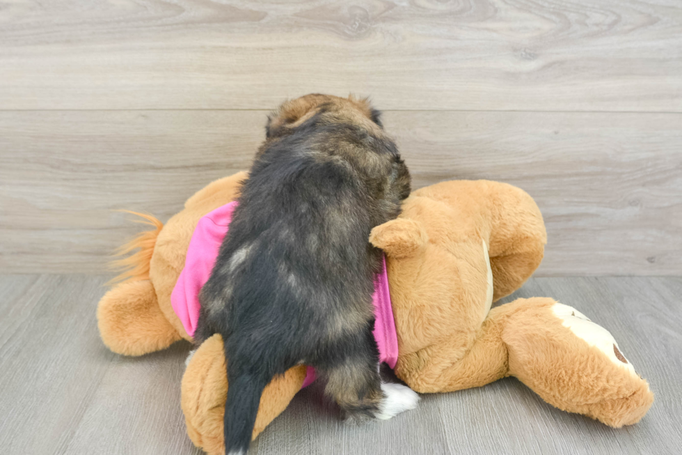 Saussie Pup Being Cute