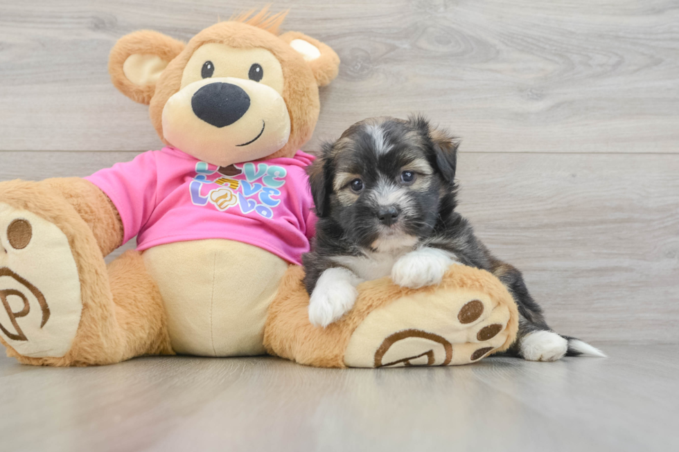 Cute Saussie Designer Pup