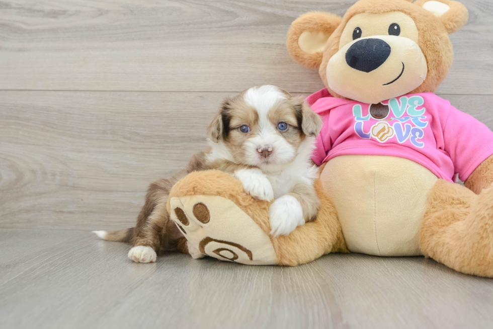 Saussie Pup Being Cute