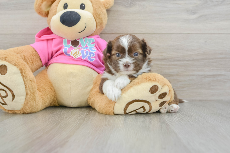 Cute Saussie Designer Pup