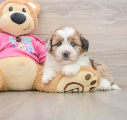 6 week old Saussie Puppy For Sale - Premier Pups