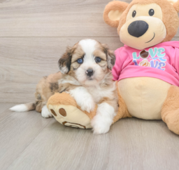 6 week old Saussie Puppy For Sale - Premier Pups