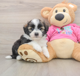 6 week old Saussie Puppy For Sale - Premier Pups