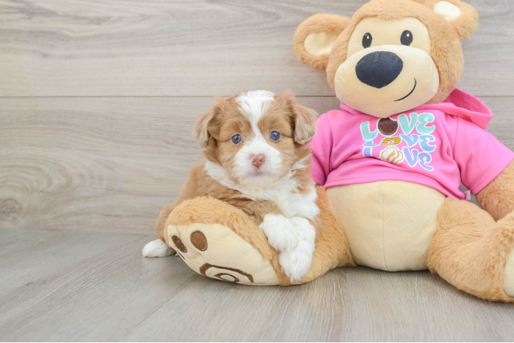 Cute Ausstzu Designer Puppy