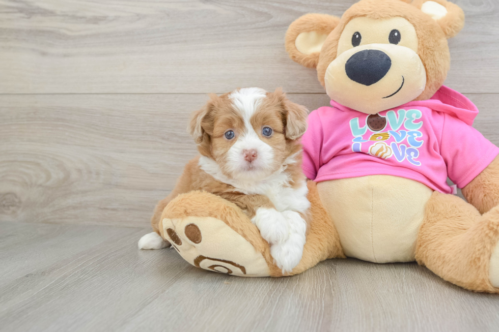 Cute Ausstzu Designer Puppy